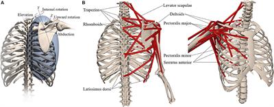 Muscle Contributions to Upper-Extremity Movement and Work From a Musculoskeletal Model of the Human Shoulder